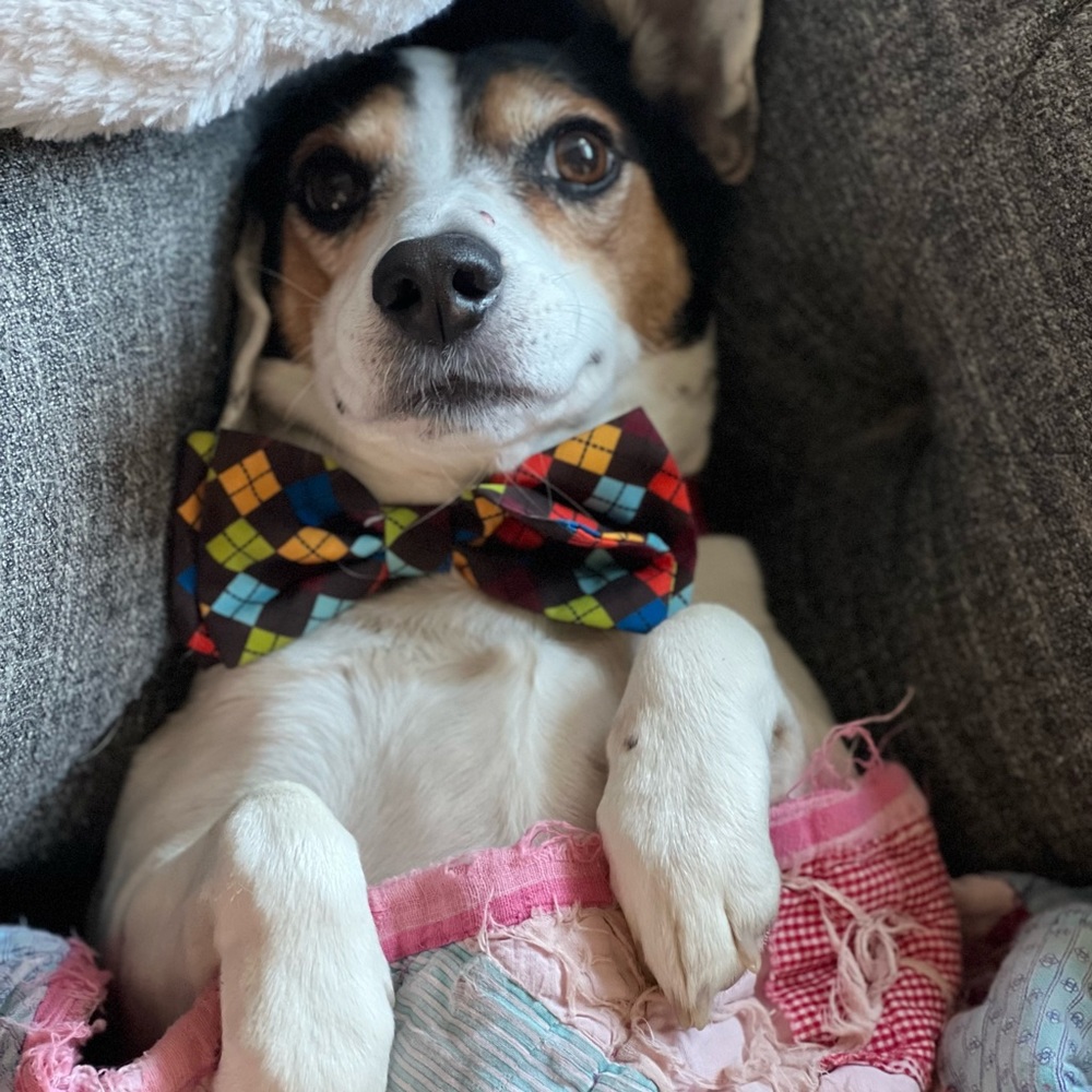 Meet your Posher, Maggie